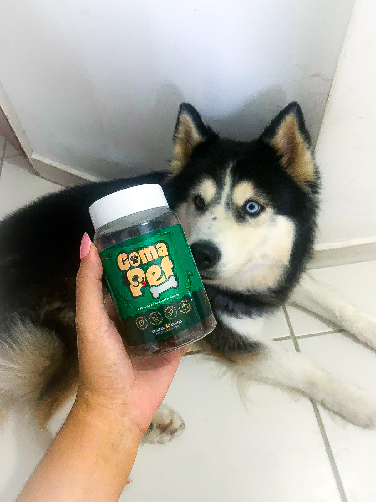 Husky com GomaPet